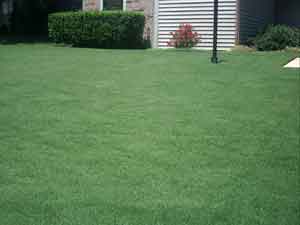 July-yard-of-month-winner.jpg
