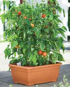 tomato.jpg